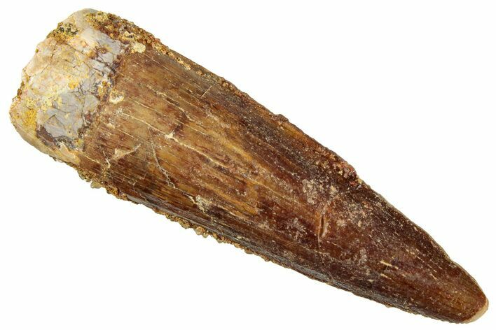 Fossil Spinosaurus Tooth - Real Dinosaur Tooth #322262